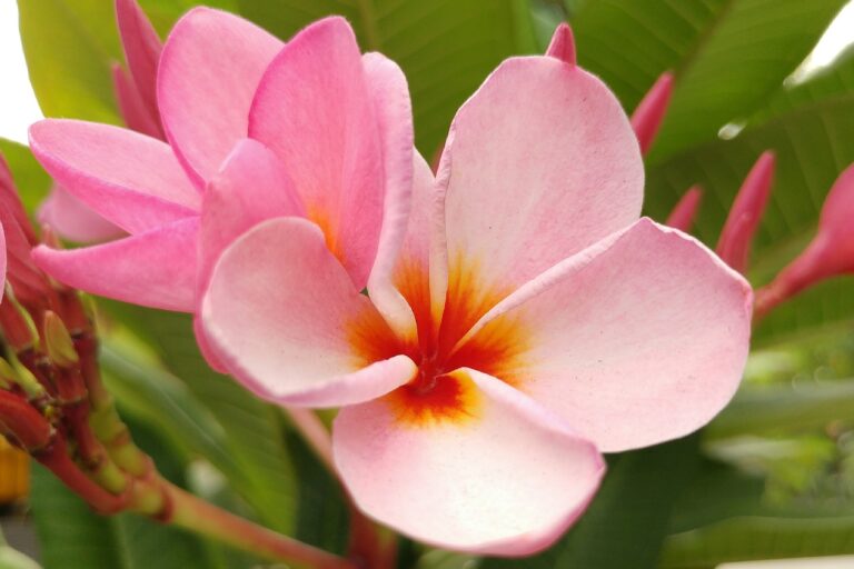 plumeria, frangipani, pink petal, bali, flower, blossom, flower wallpaper, nature, aloha, hawaiian, beautiful flowers, natural, frangipani, aloha, aloha, aloha, aloha, aloha, hawaiian, flower background, hawaiian, hawaiian